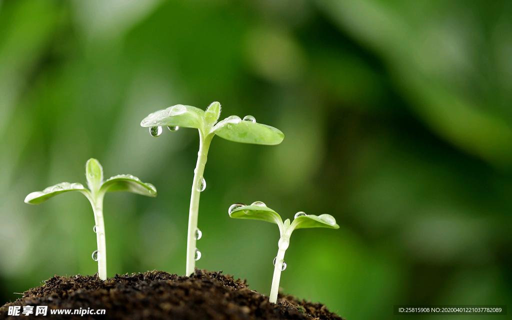 发芽嫩芽绿芽胚芽生长