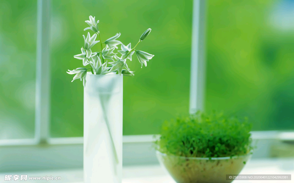 发芽嫩芽绿芽胚芽生长