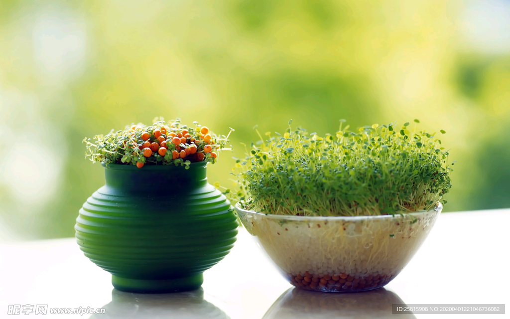 发芽嫩芽绿芽胚芽生长