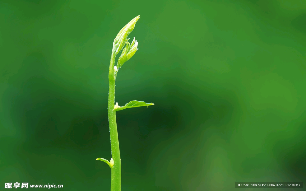 发芽嫩芽绿芽胚芽生长