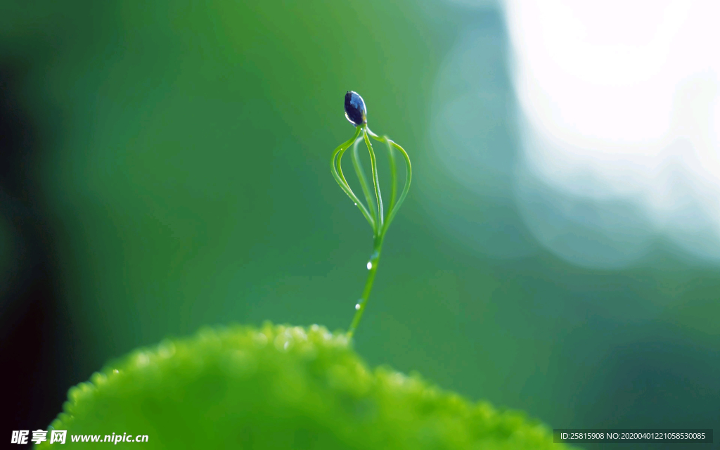 发芽嫩芽绿芽胚芽生长