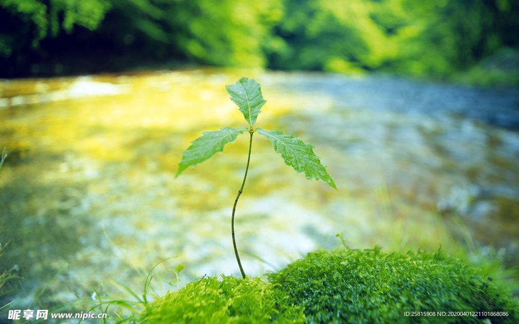 发芽嫩芽绿芽胚芽生长