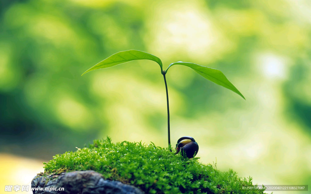 发芽嫩芽绿芽胚芽生长