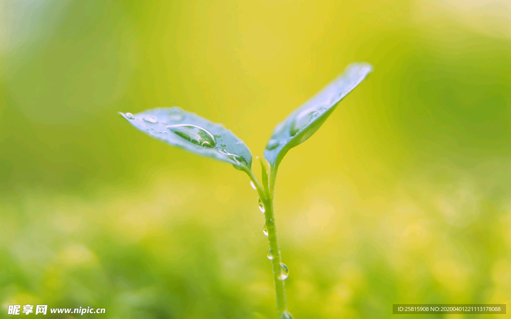 发芽嫩芽绿芽胚芽生长