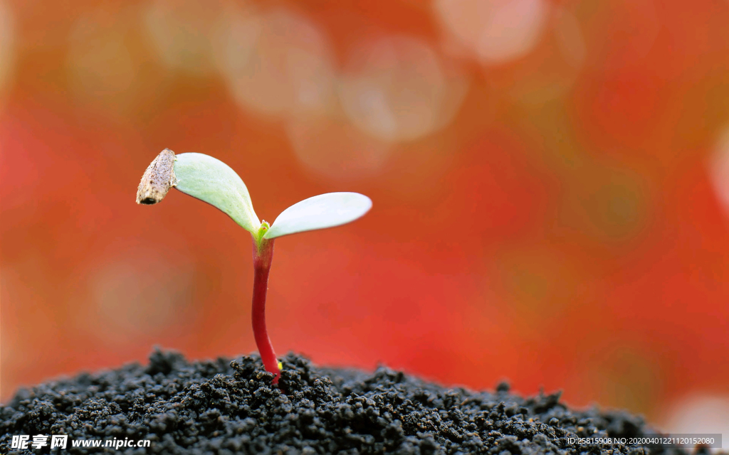 发芽嫩芽绿芽胚芽生长