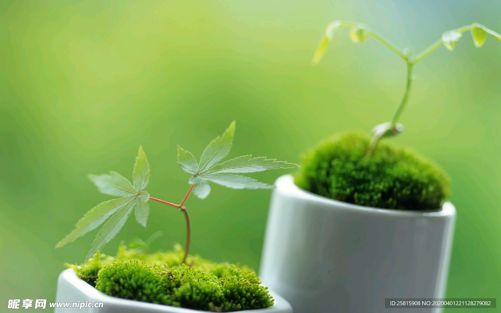 发芽嫩芽绿芽胚芽生长