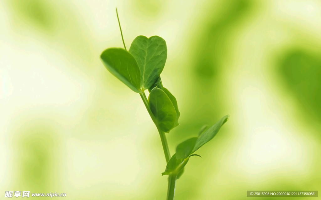发芽嫩芽绿芽胚芽生长