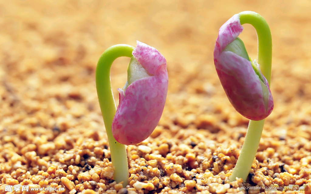 发芽嫩芽绿芽胚芽生长