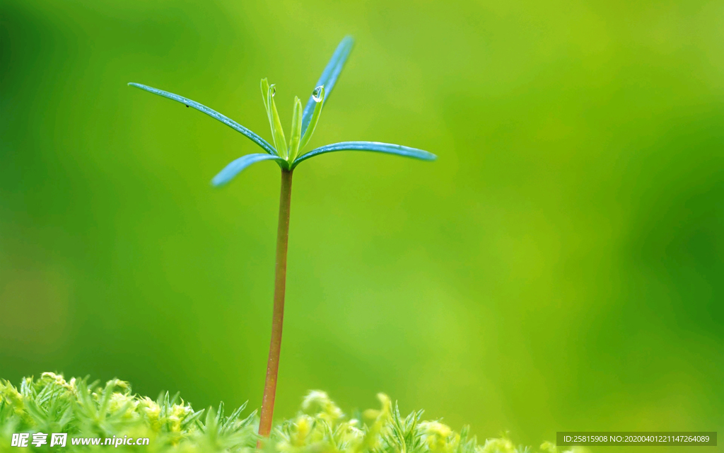 发芽嫩芽绿芽胚芽生长