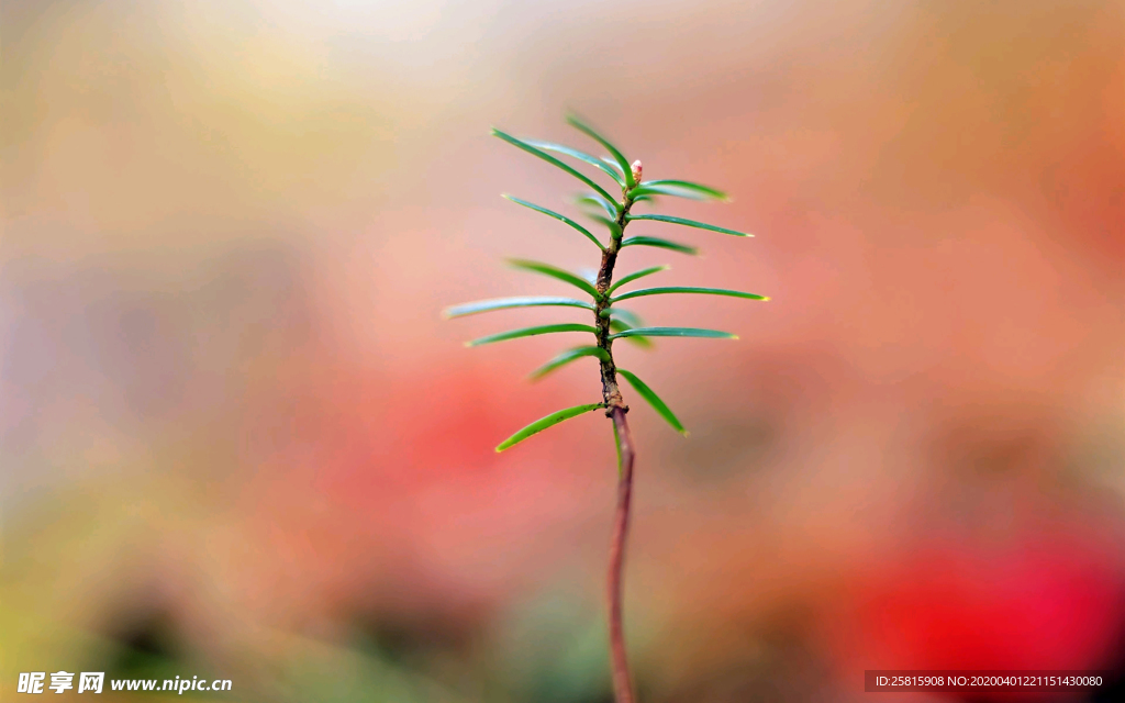 发芽嫩芽绿芽胚芽生长