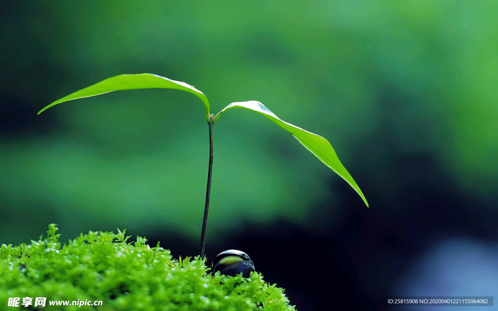 发芽嫩芽绿芽胚芽生长