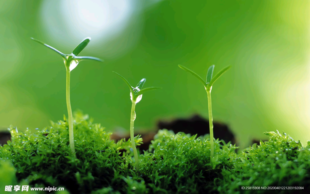 发芽嫩芽绿芽胚芽生长