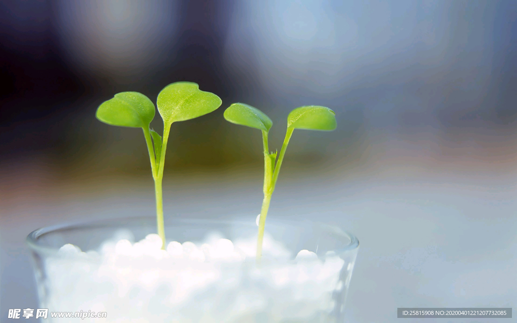 发芽嫩芽绿芽胚芽生长