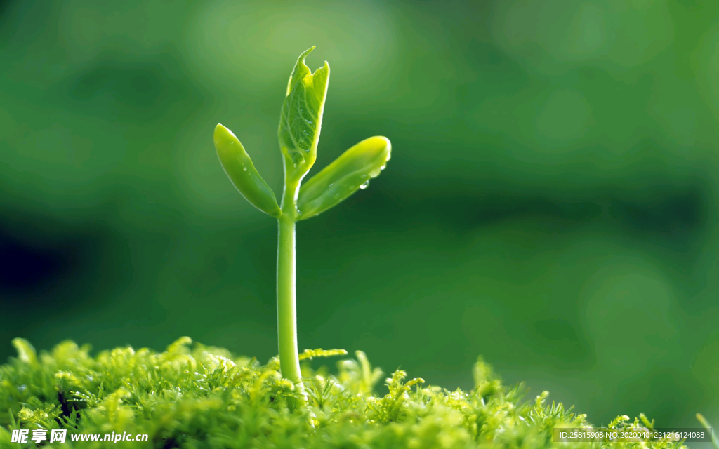 发芽嫩芽绿芽胚芽生长