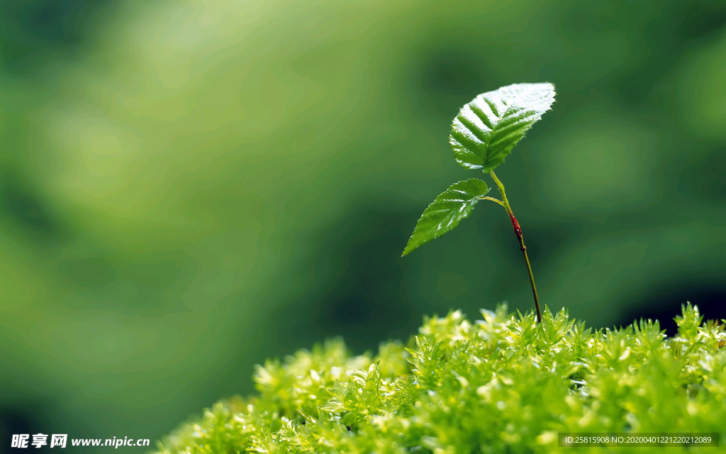 发芽嫩芽绿芽胚芽生长