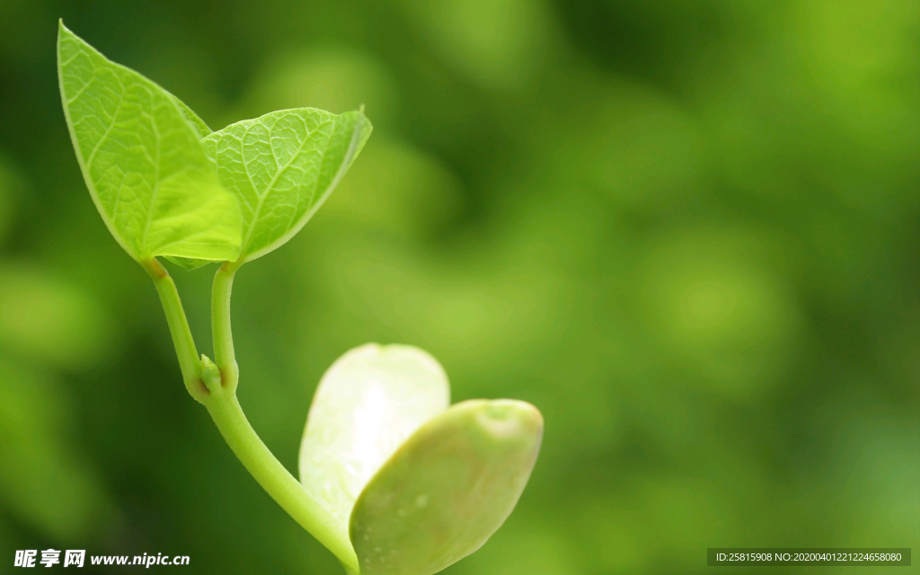 发芽嫩芽绿芽胚芽生长