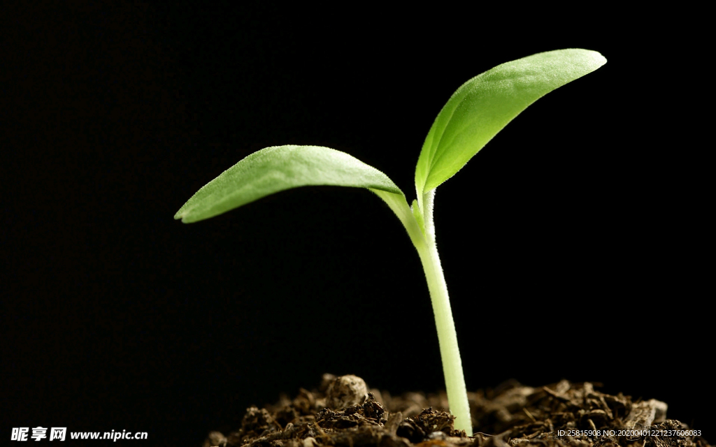 发芽嫩芽绿芽胚芽生长