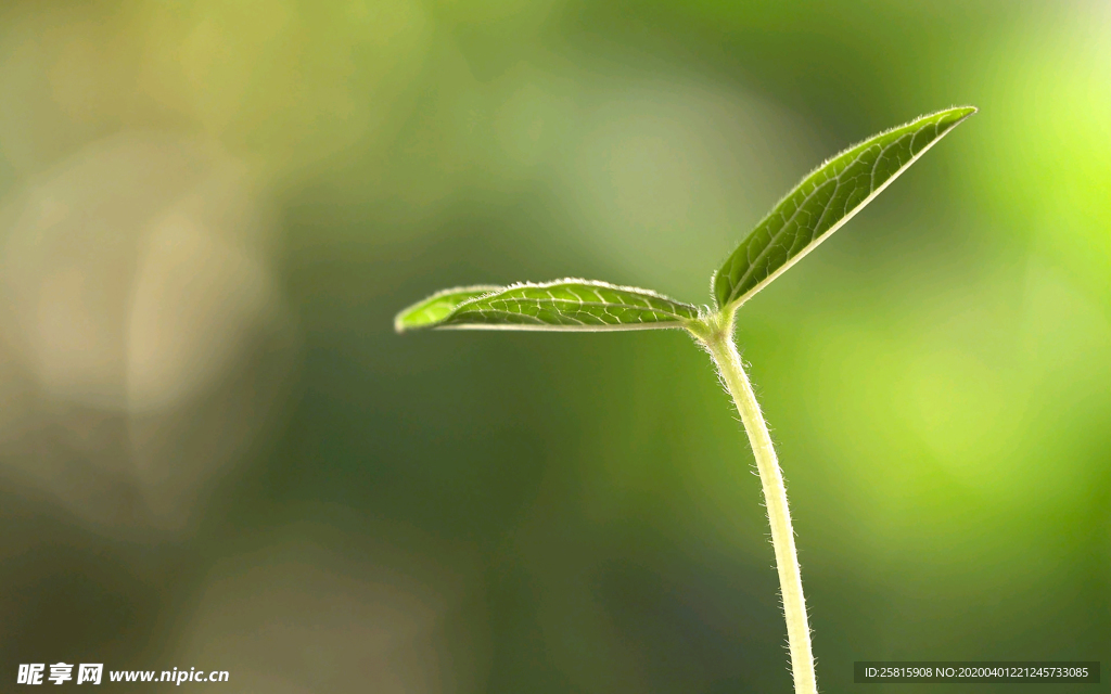 发芽嫩芽绿芽胚芽生长