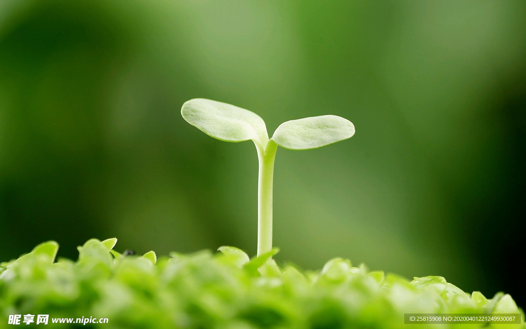 发芽嫩芽绿芽胚芽生长