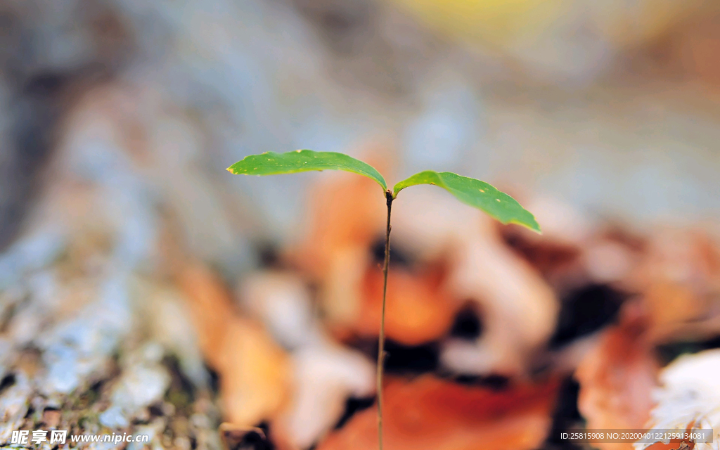 发芽嫩芽绿芽胚芽生长