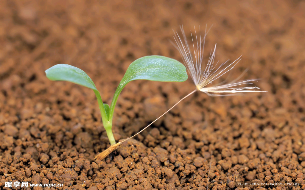 发芽嫩芽绿芽胚芽生长
