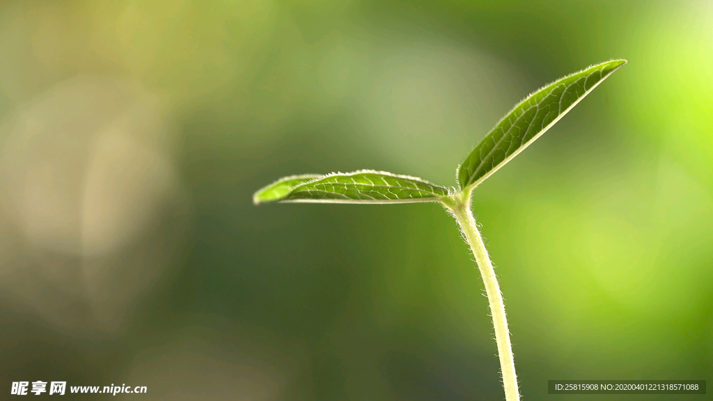 发芽嫩芽绿芽胚芽生长