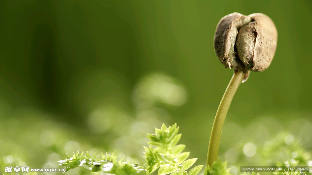 发芽嫩芽绿芽胚芽生长