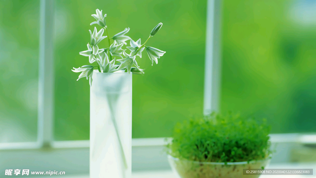 发芽嫩芽绿芽胚芽生长