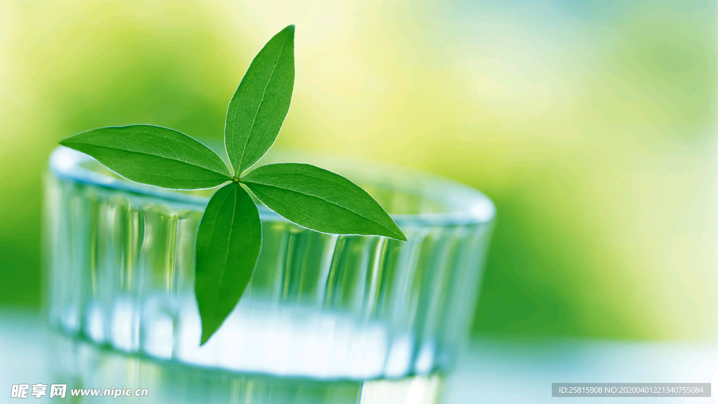 发芽嫩芽绿芽胚芽生长