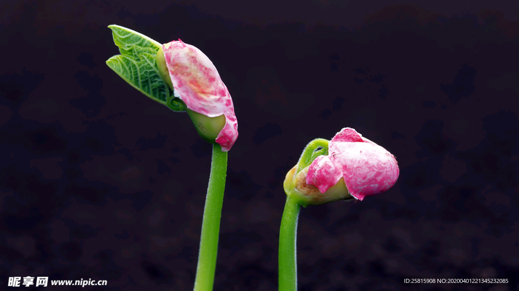 发芽嫩芽绿芽胚芽生长