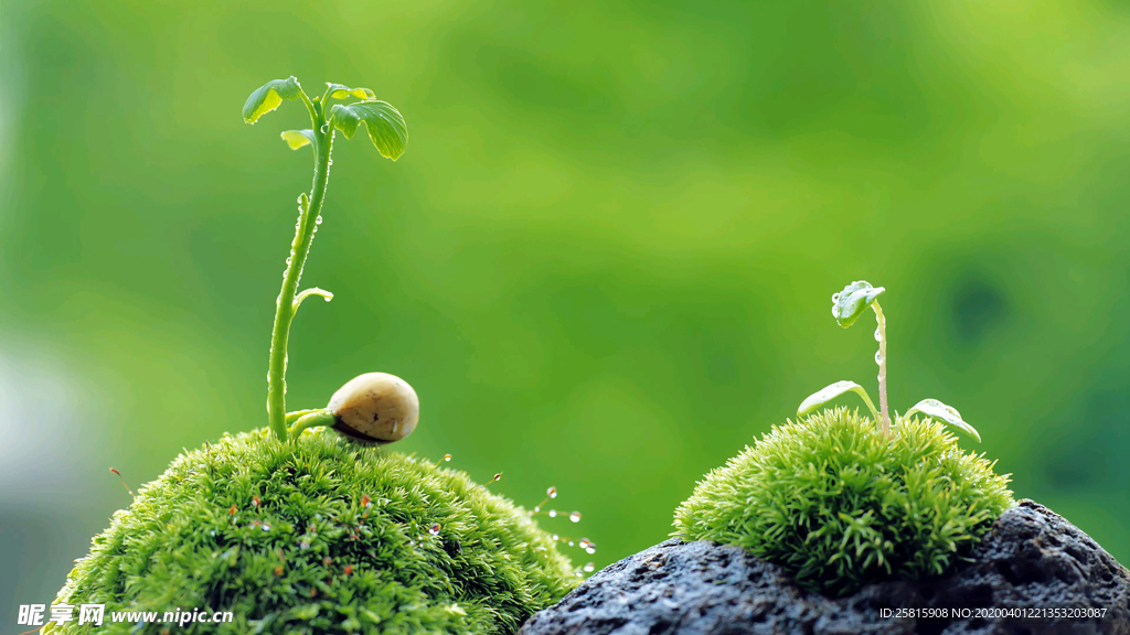 发芽嫩芽绿芽胚芽生长