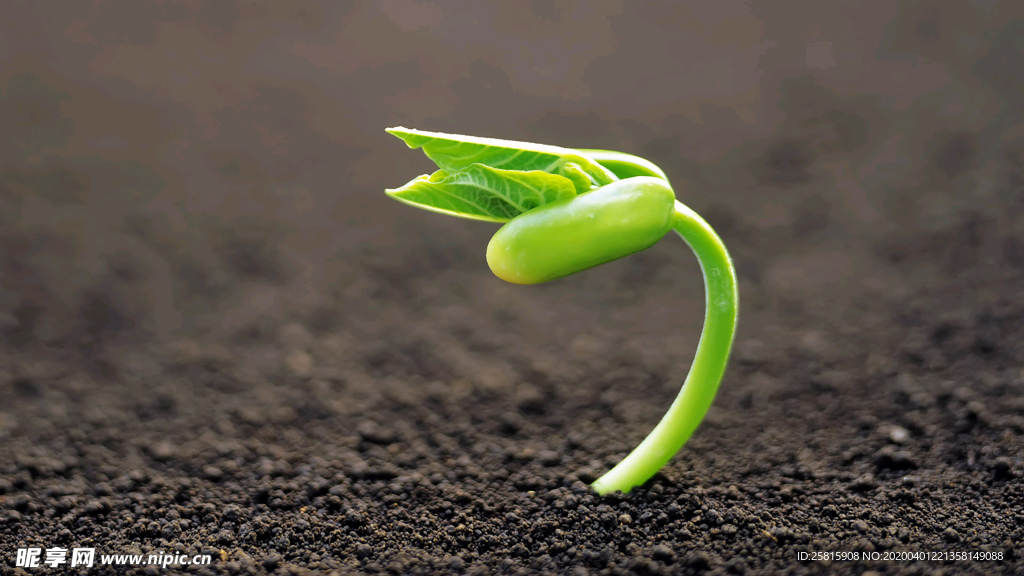 发芽嫩芽绿芽胚芽生长