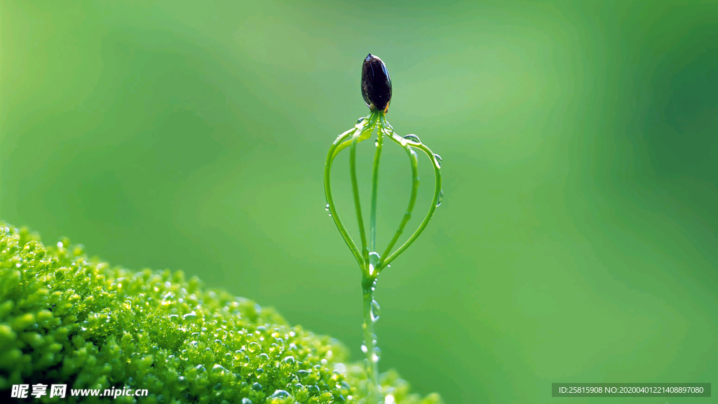 发芽嫩芽绿芽胚芽生长