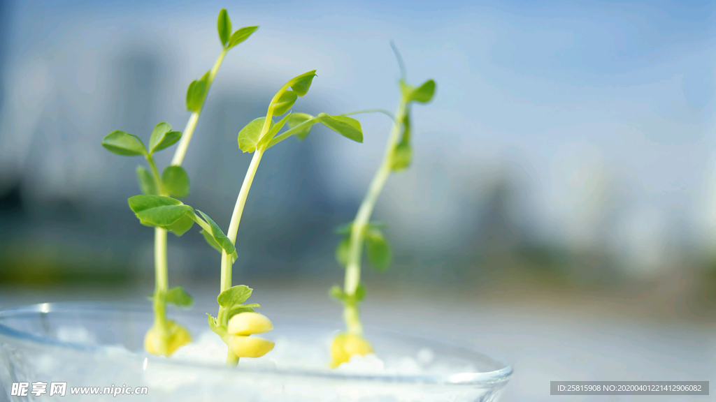 发芽嫩芽绿芽胚芽生长