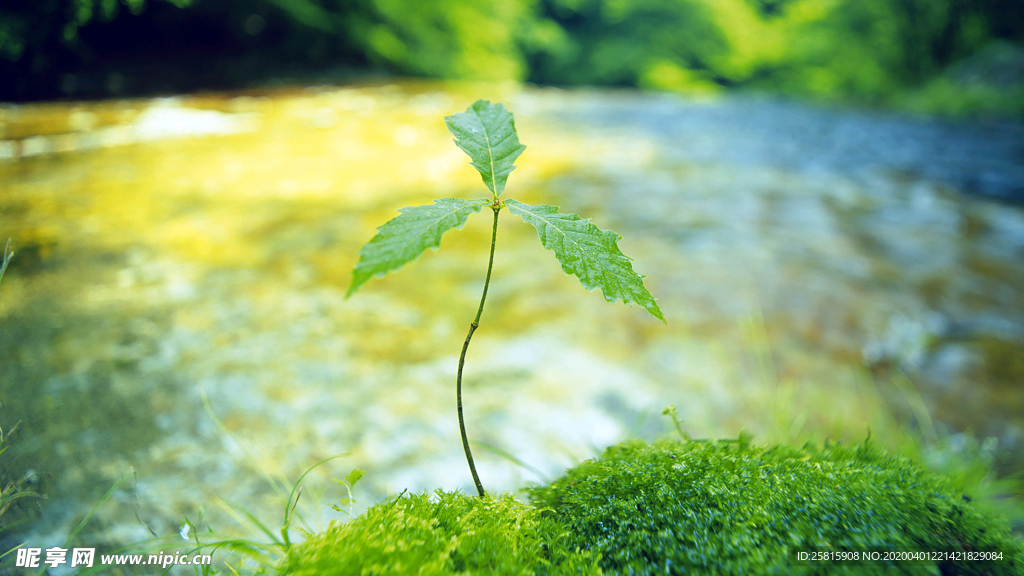 发芽嫩芽绿芽胚芽生长