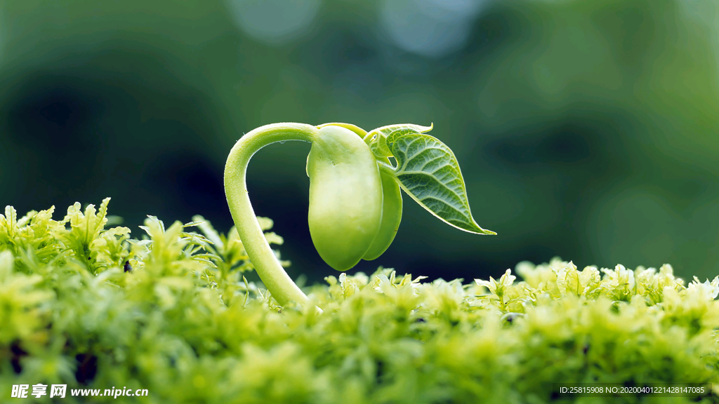 发芽嫩芽绿芽胚芽生长