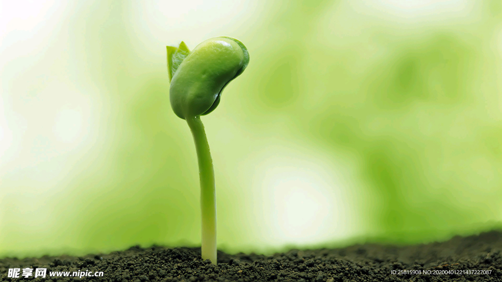 发芽嫩芽绿芽胚芽生长