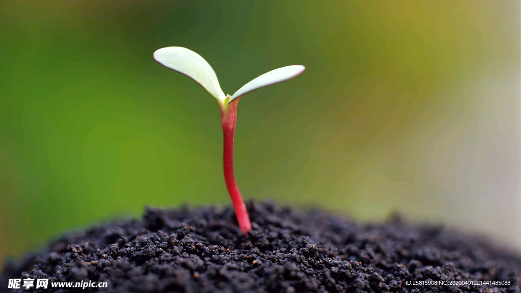 发芽嫩芽绿芽胚芽生长