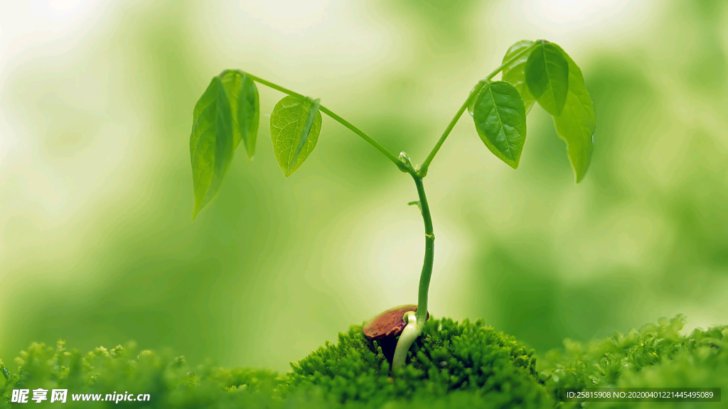 发芽嫩芽绿芽胚芽生长