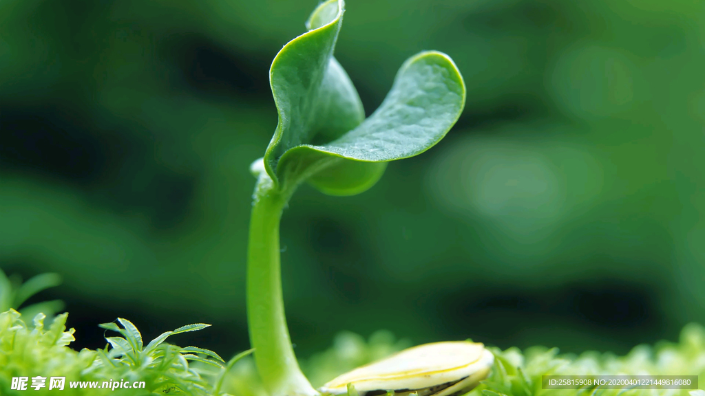 发芽嫩芽绿芽胚芽生长