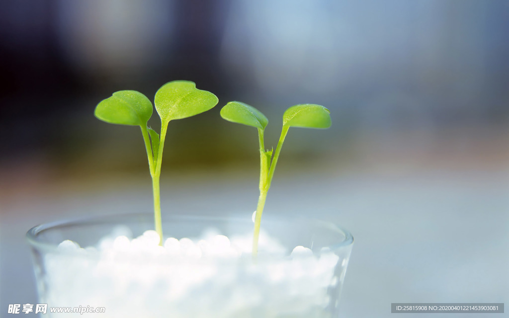 发芽嫩芽绿芽胚芽生长