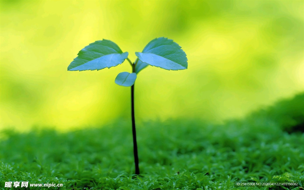 发芽嫩芽绿芽胚芽生长