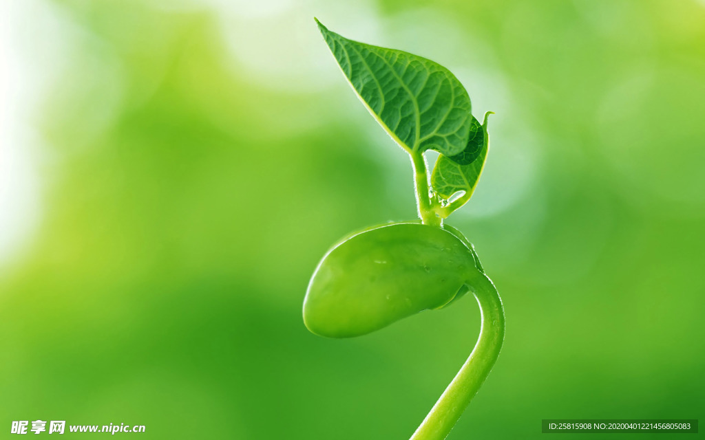 发芽嫩芽绿芽胚芽生长