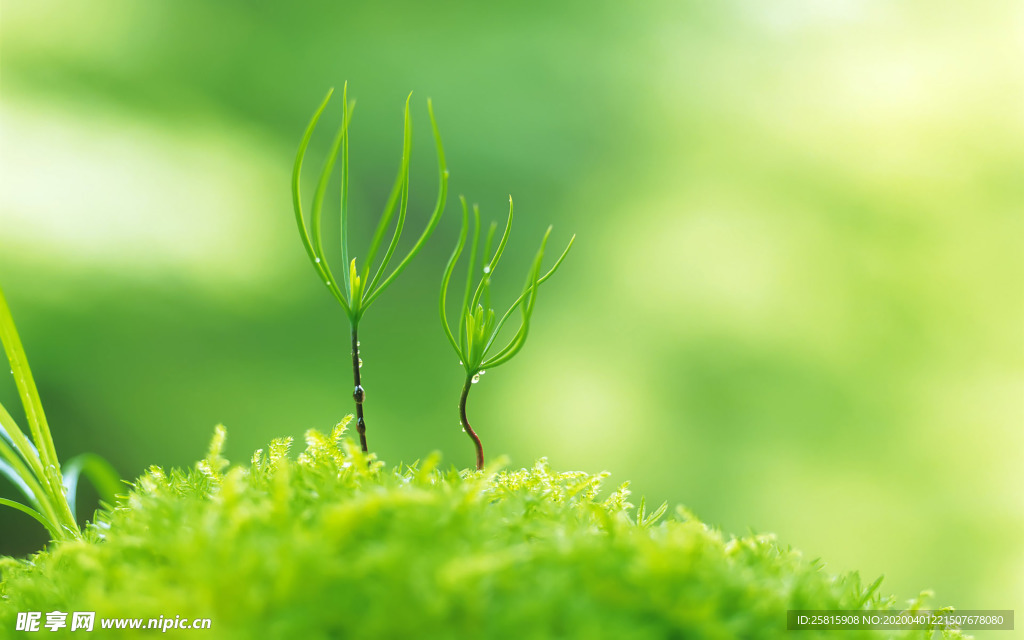 发芽嫩芽绿芽胚芽生长