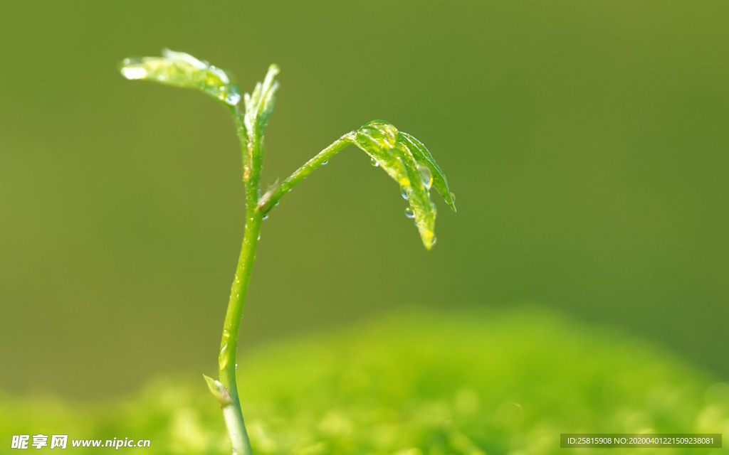 发芽嫩芽绿芽胚芽生长