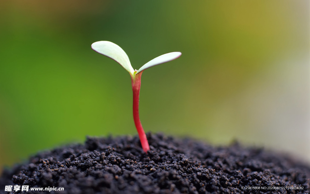 发芽嫩芽绿芽胚芽生长