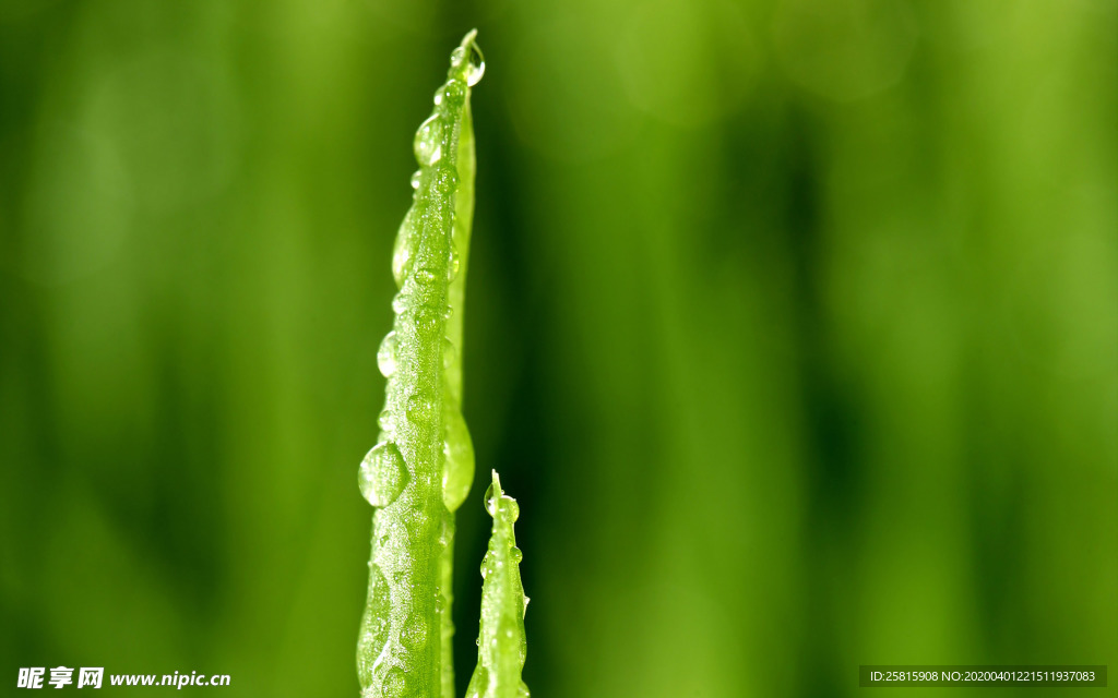 发芽嫩芽绿芽胚芽生长
