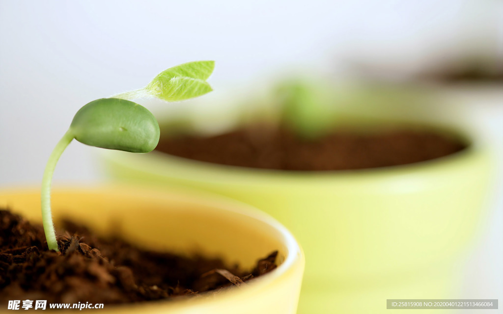 发芽嫩芽绿芽胚芽生长