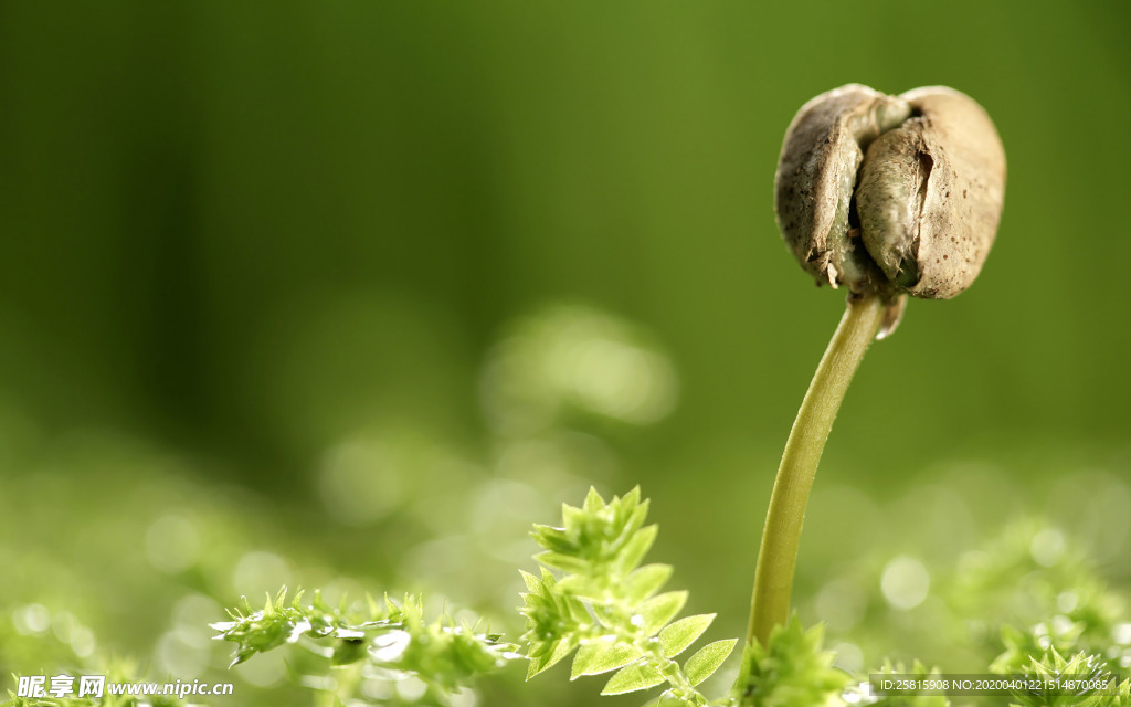 发芽嫩芽绿芽胚芽生长