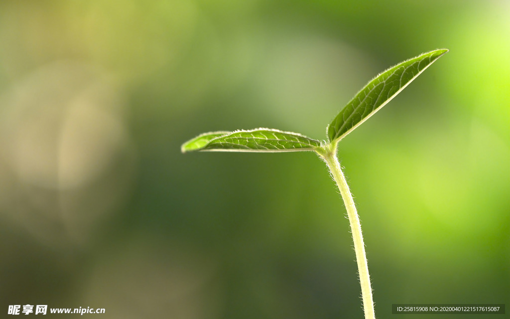 发芽嫩芽绿芽胚芽生长